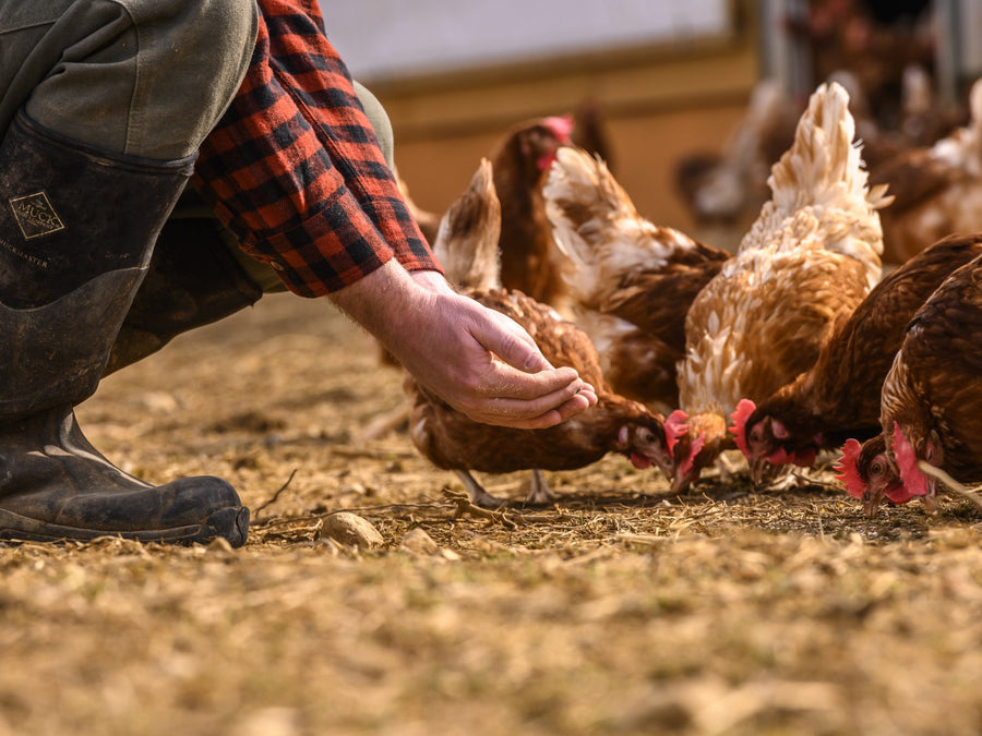 Good Feed Makes for Good Eggs