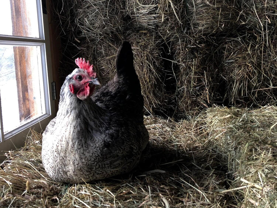 Caring for Your Backyard Flock