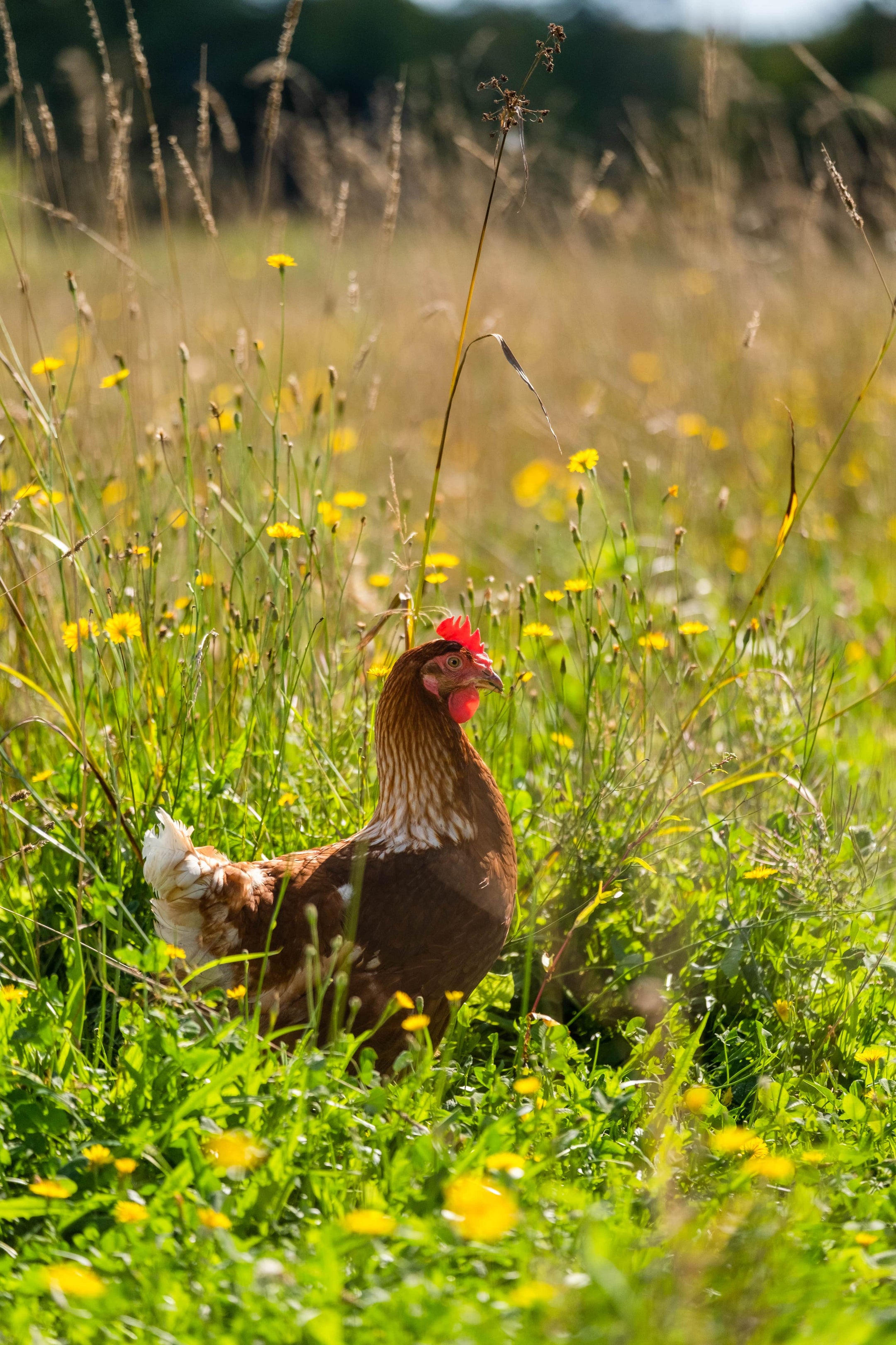 Single brown chicken in a field of wild flowers