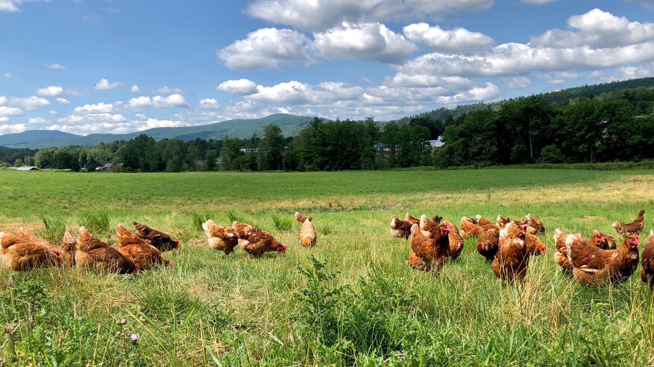 A flock of brown chickens in a field of grass