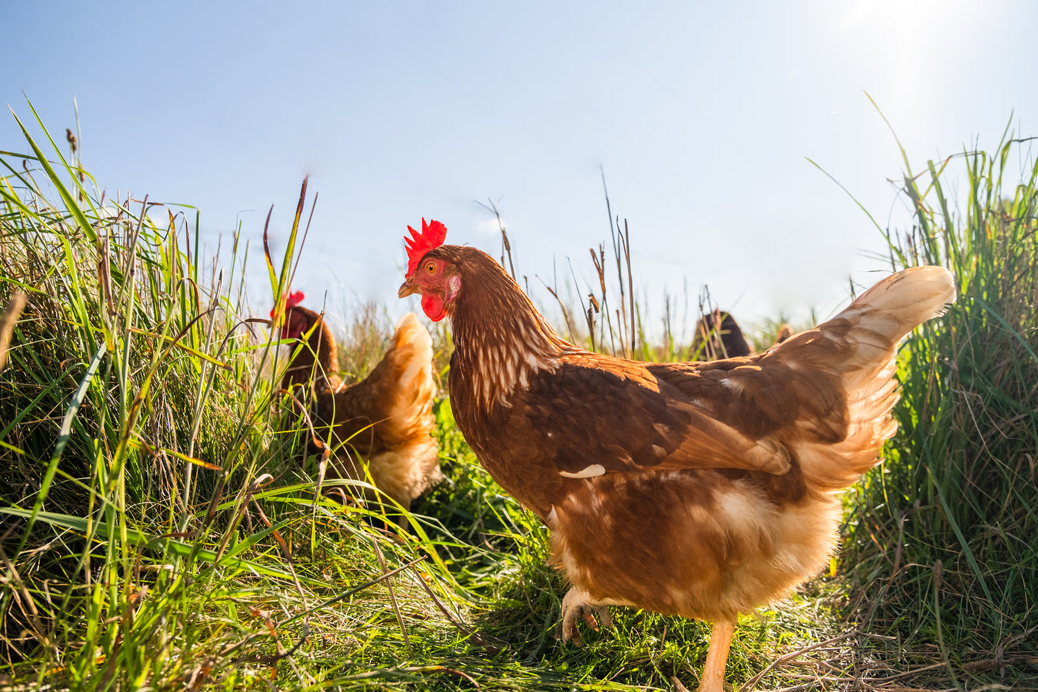 Two chickens foraging in tall grass with a clear blue sky.