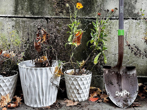 Three potted plants and a shovel.