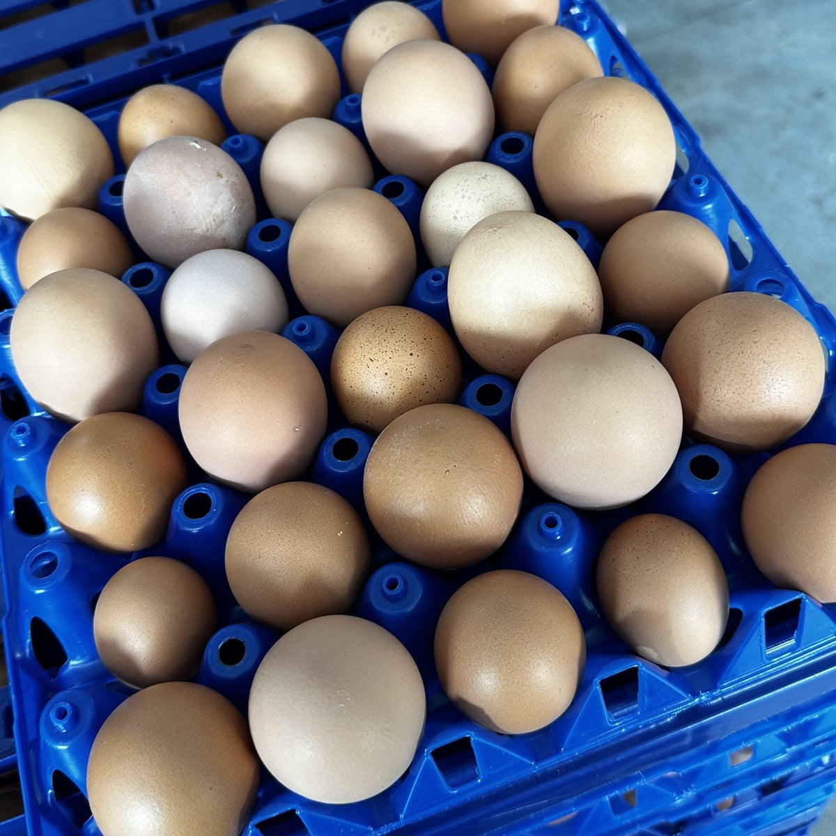 A colorful tray of Pete & Gerry's eggs.