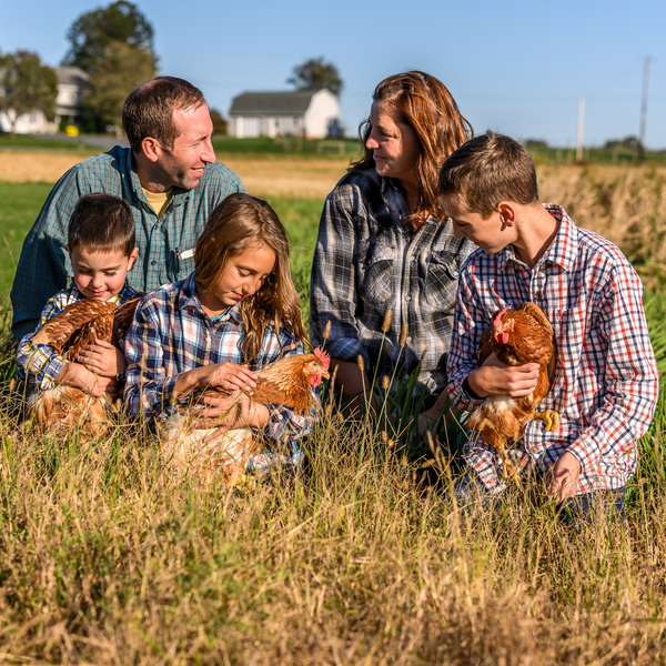Are Eggs a Sustainable Food?