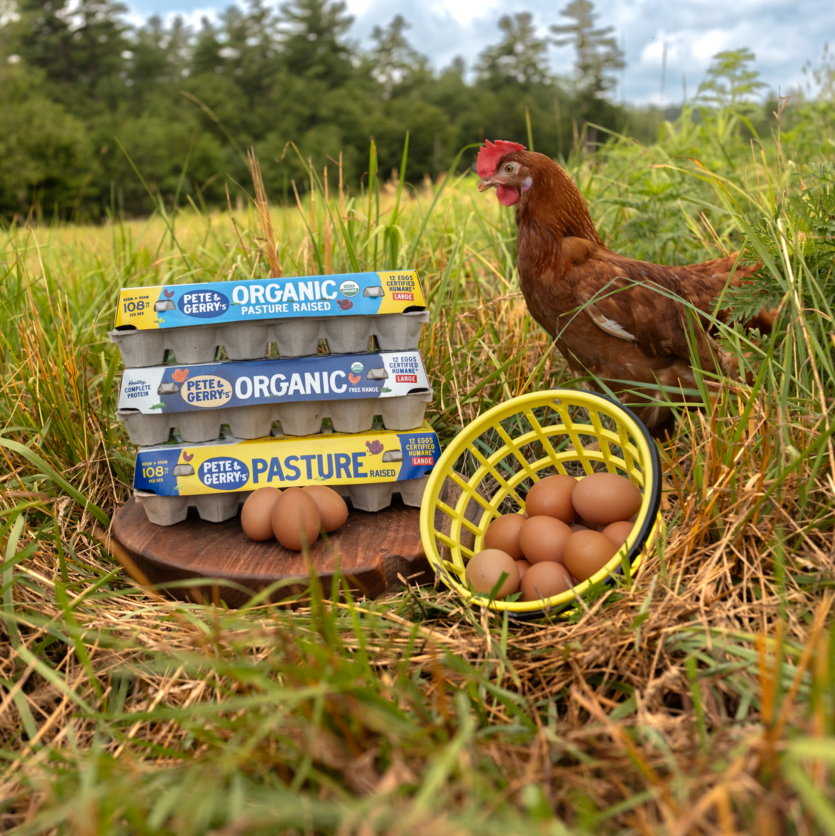 How to Choose the Best Eggs at Your Grocery Store