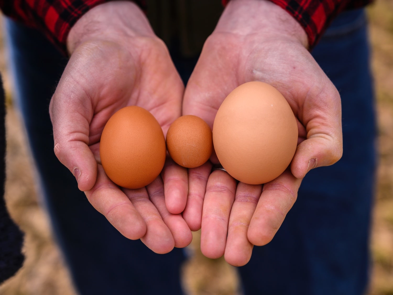 Different Sizes of Eggs, A Guide