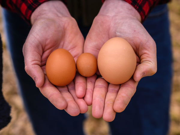 Hands holding a variety of egg sizes.
