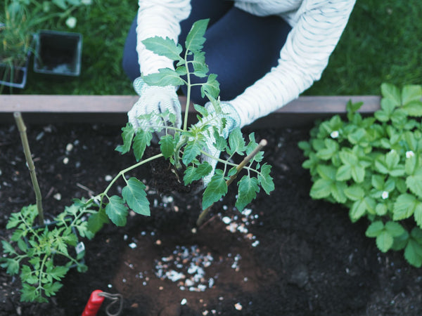 Gardening 101 | Tips for a Bountiful Garden