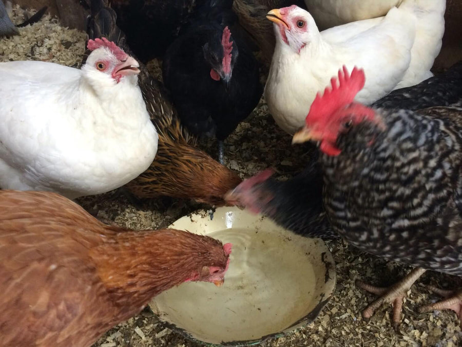 How to Prevent and Treat Common Chicken Ailments