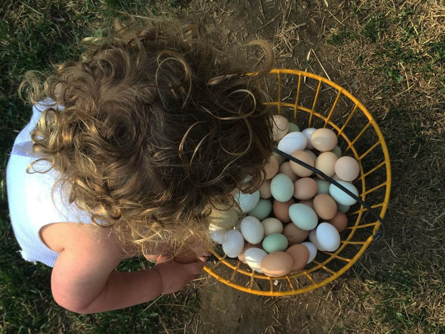Raising Backyard Chickens Around Children