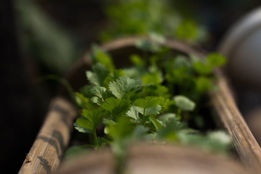 How to Grow Cilantro Indoors or Out