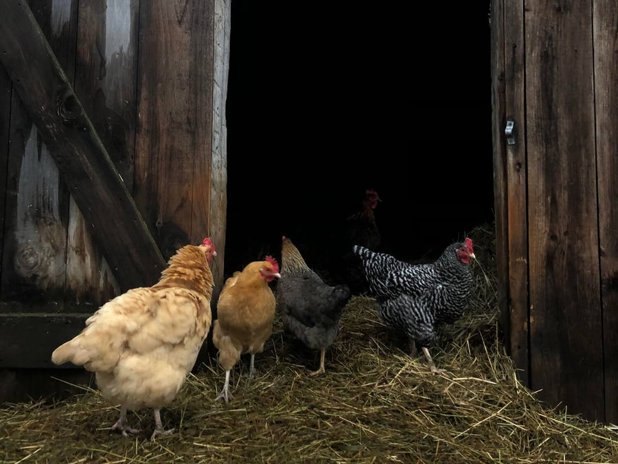 A Beginner's Guide to Chicken Coops