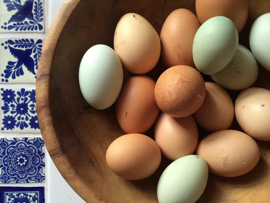 The Best Way to Properly Store Freshly Laid Eggs