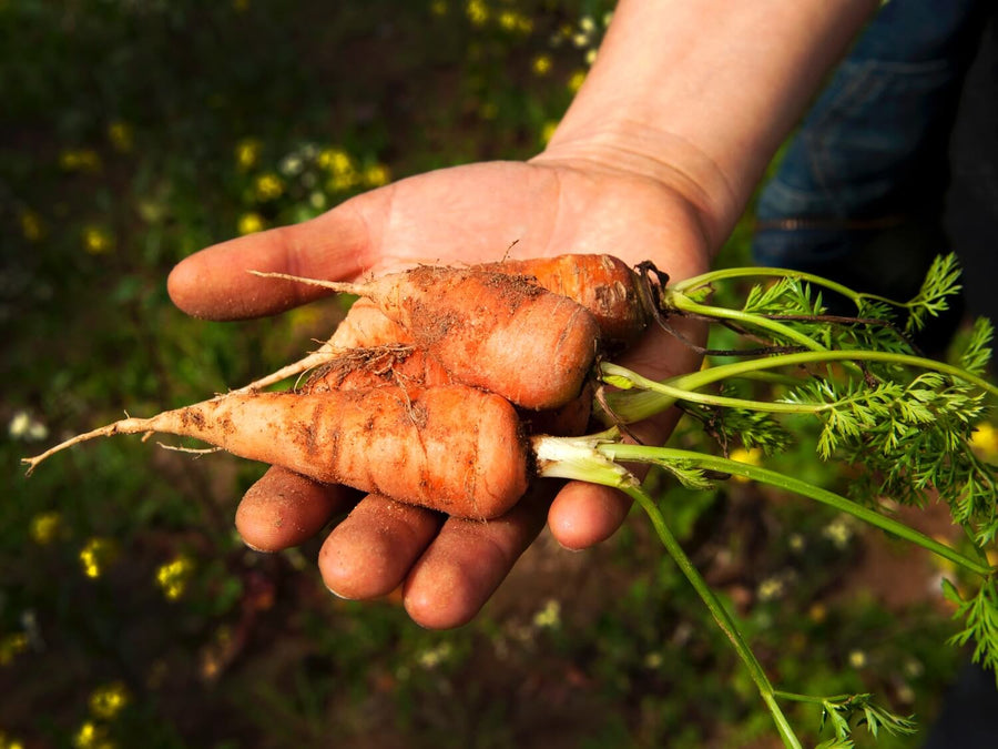 A Vegetable Garden Fit For Fall