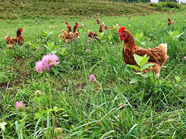 Pete & Gerry's Pasture Raised hens enjoying the sunshine and fresh air outdoors.