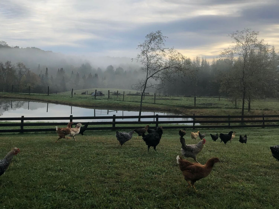The Importance of Letting Your Backyard Chickens Graze