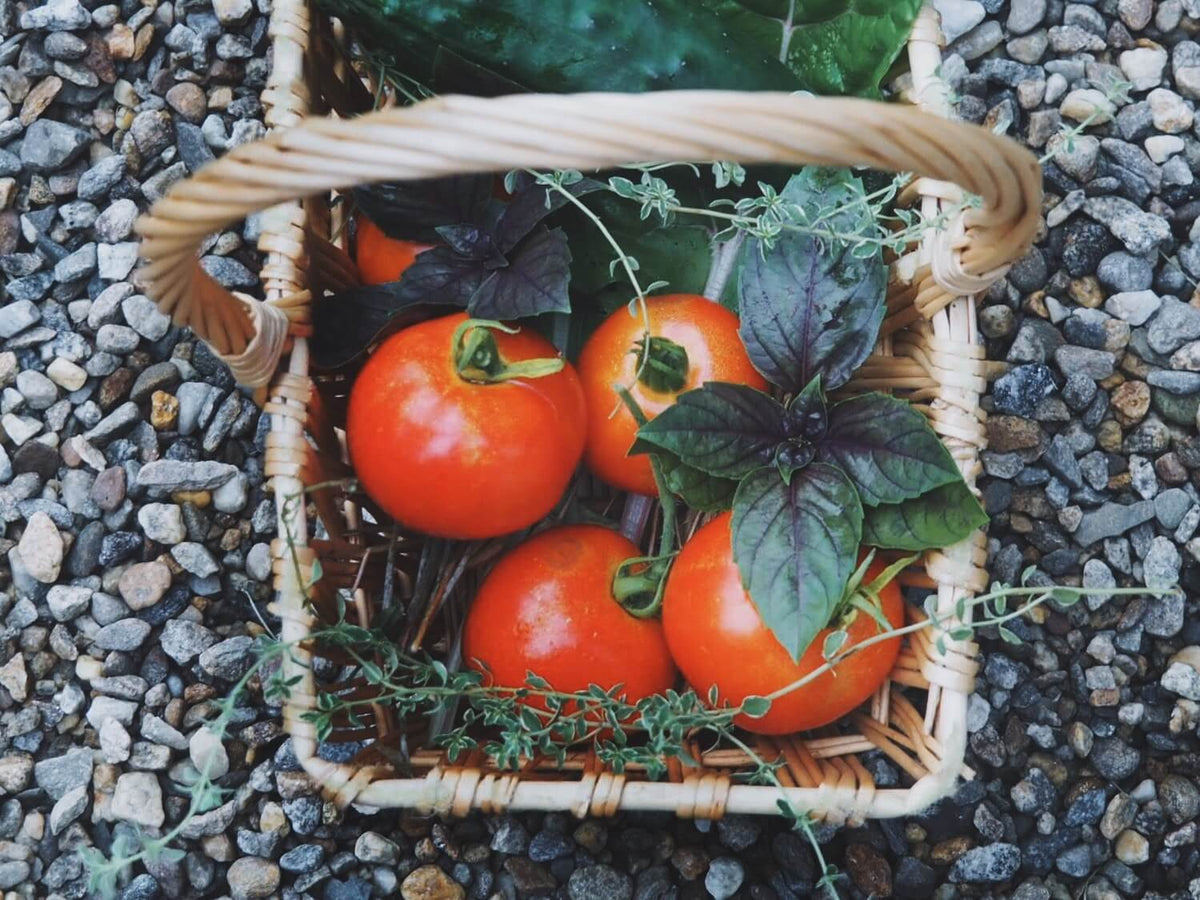 A basket of home grown tomatoes.