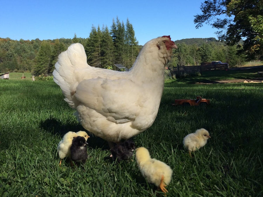 Sourcing Chickens from a Hatchery