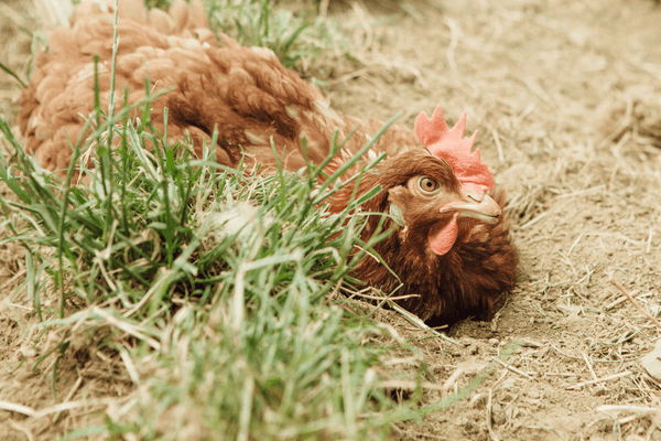 Getting the Girls Outside | Our Outdoor Access Policy