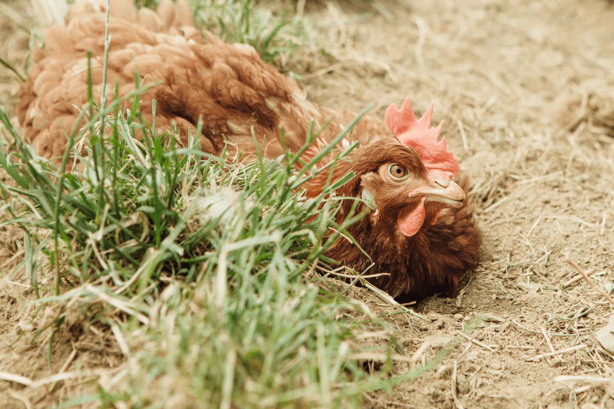 Getting the Girls Outside | Our Outdoor Access Policy