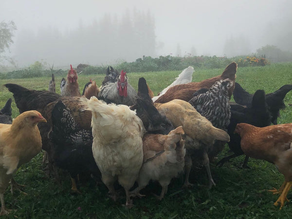 20 Common Chicken Predators and How to Protect Your Flock