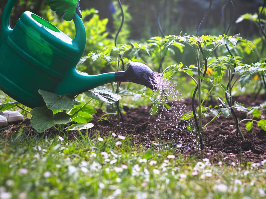 Recycled Water: The Key to Summer Vegetable Gardens
