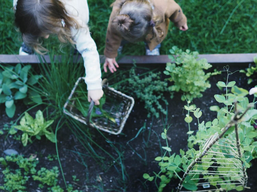 3 Rules of Thumb for Small Space Gardening