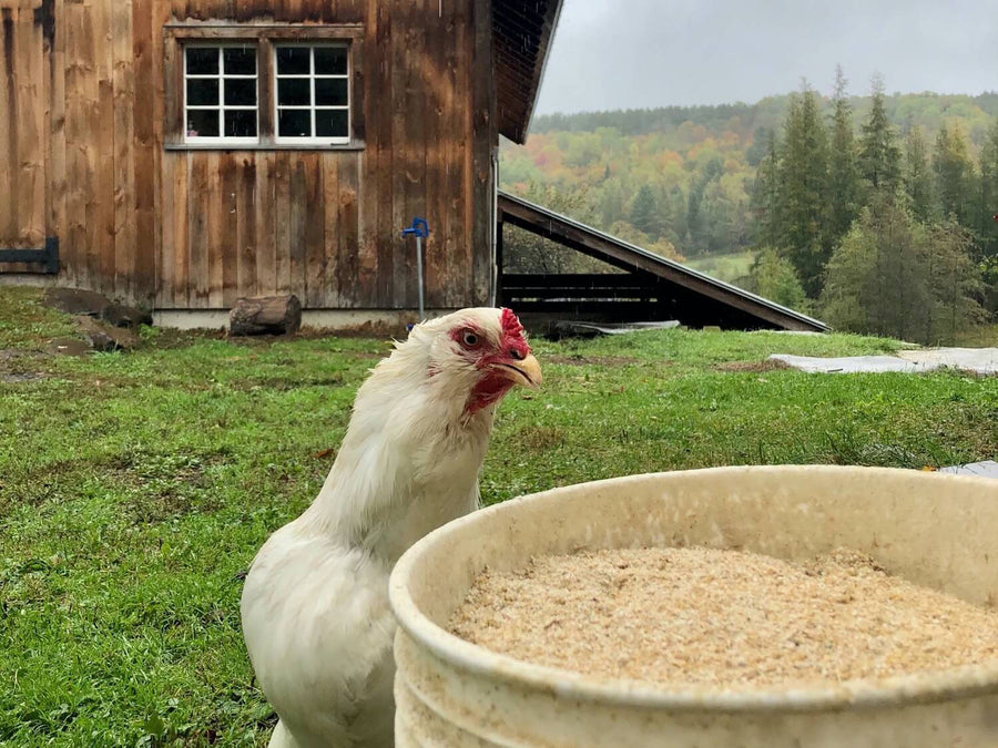 What to Feed Backyard Chickens