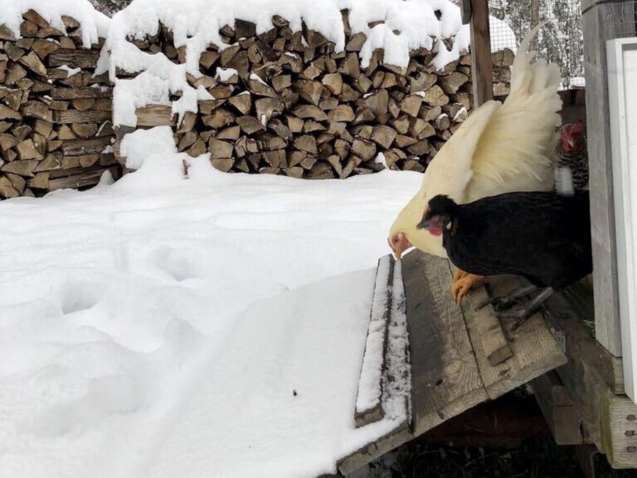 Tips for Keeping Free Range Chickens in Winter