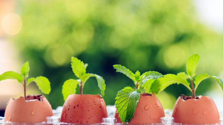 How to Start Seeds in Eggshells