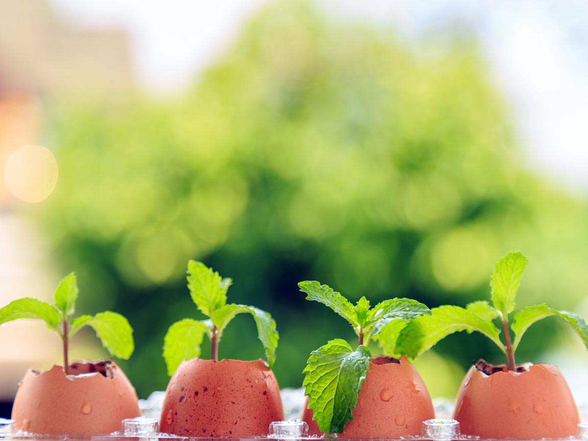 How to Start Seeds in Eggshells