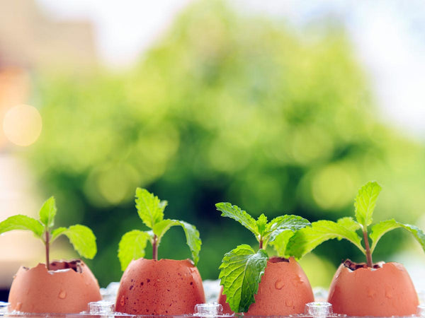 How to Start Seeds in Eggshells
