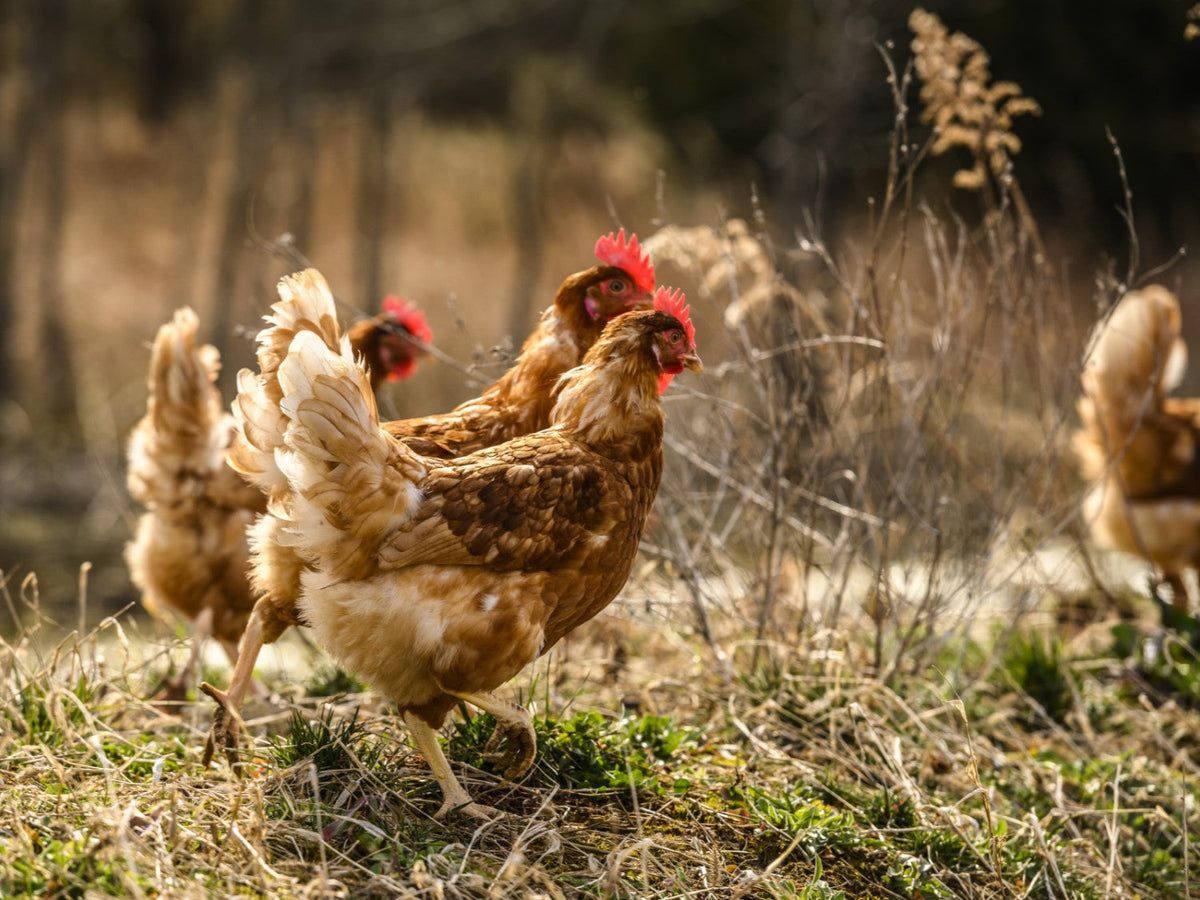 Pasture-raised chickens in an open field on a Pete and Gerry's organic egg farm.