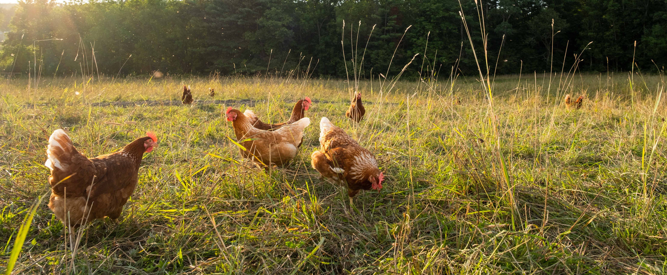 Chickens foraging in a field
