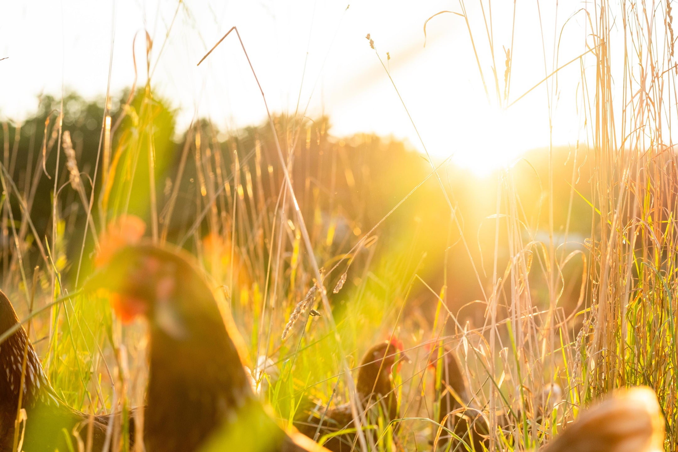 Chickens in a grassy field