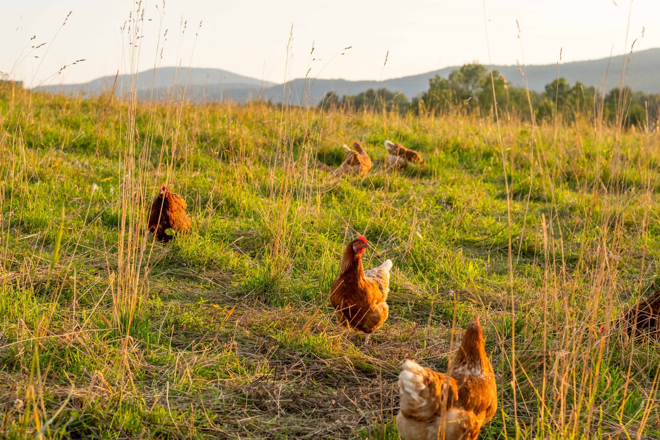 Brown chickens in a grassy field