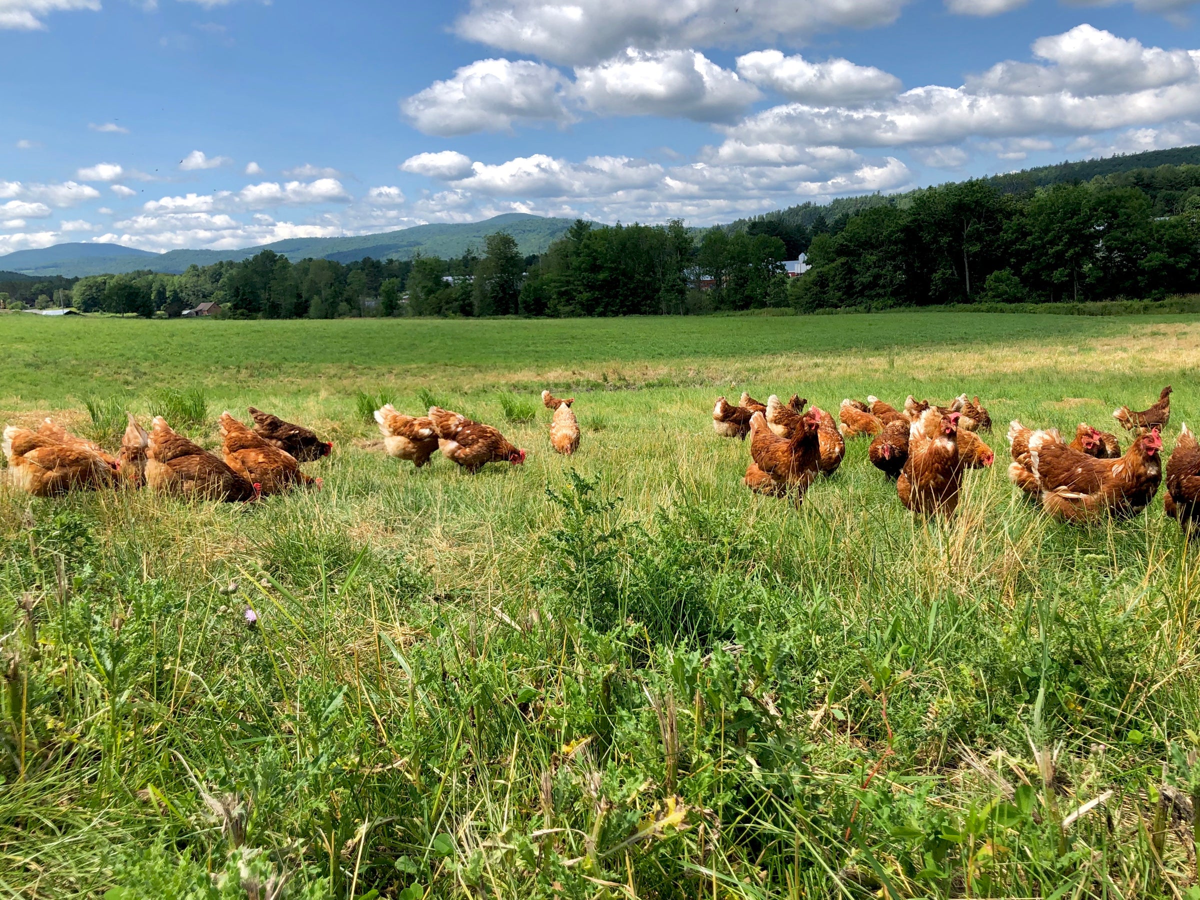A flock of chickens in a field
