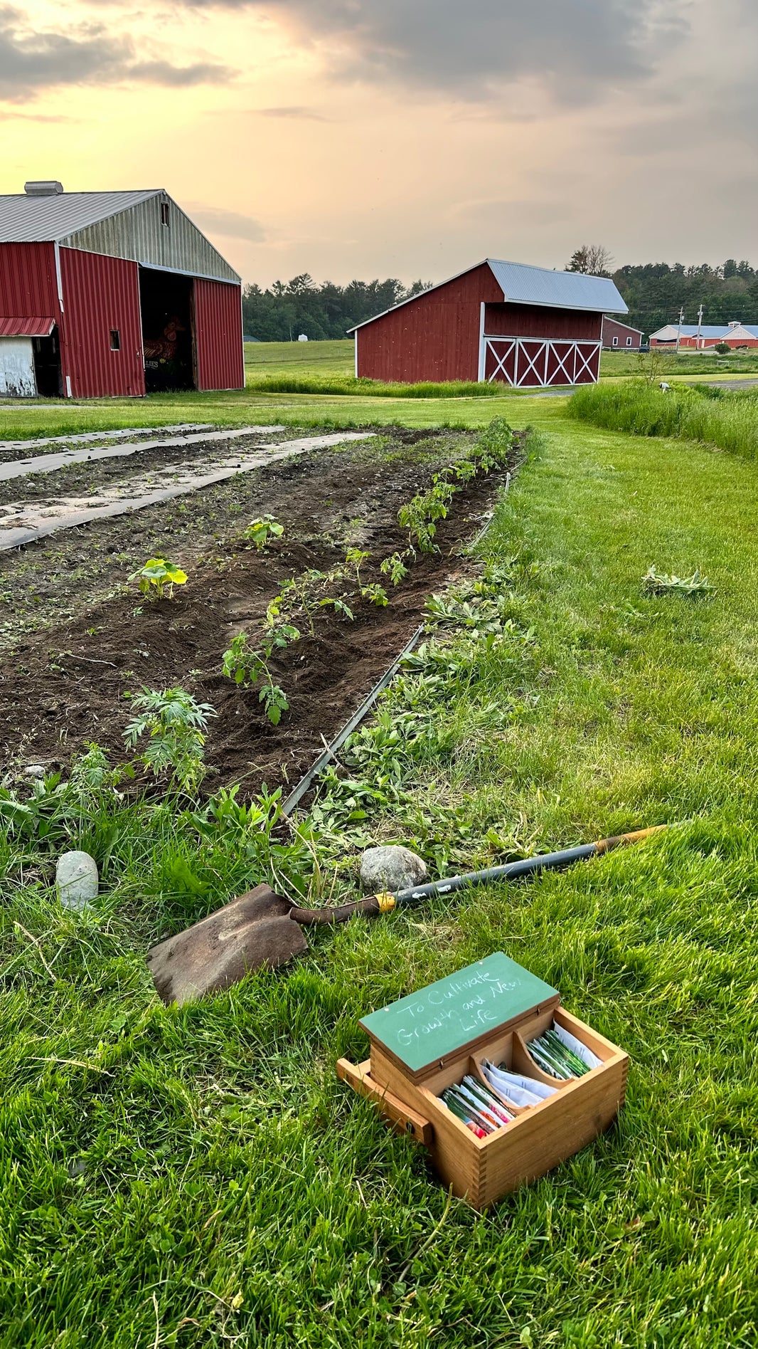 A shovel by a tilled patch of earth. There are two barns in the background