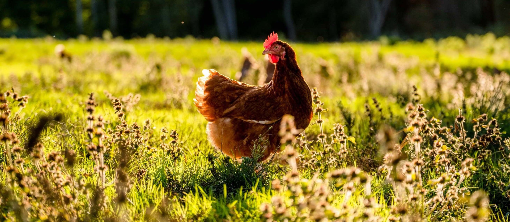 Brown chicken posing in the sun