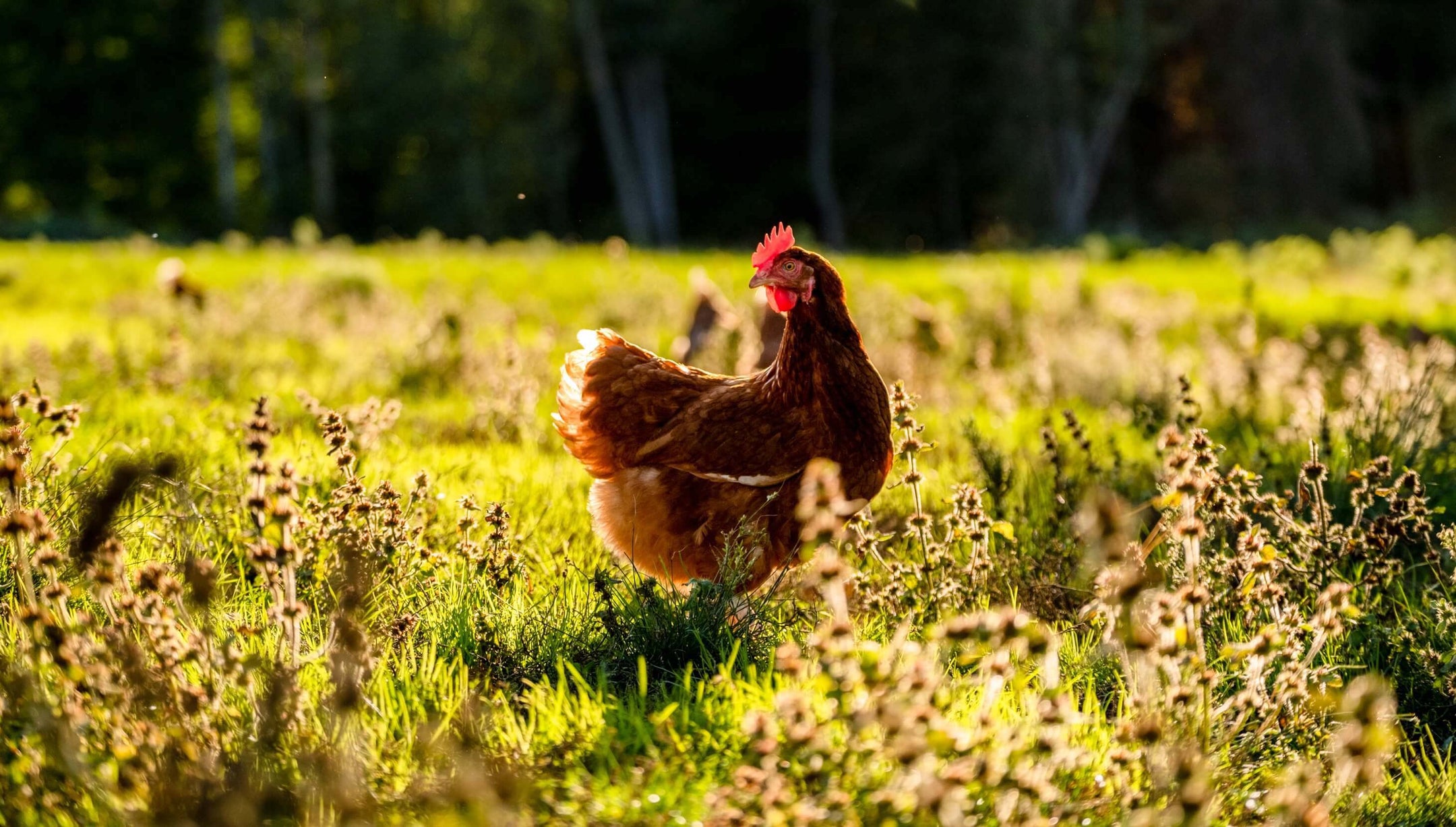 A brown chicken posing in the middle of a field 