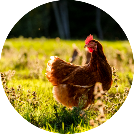 A circular picture of a brown chicken posing in a field