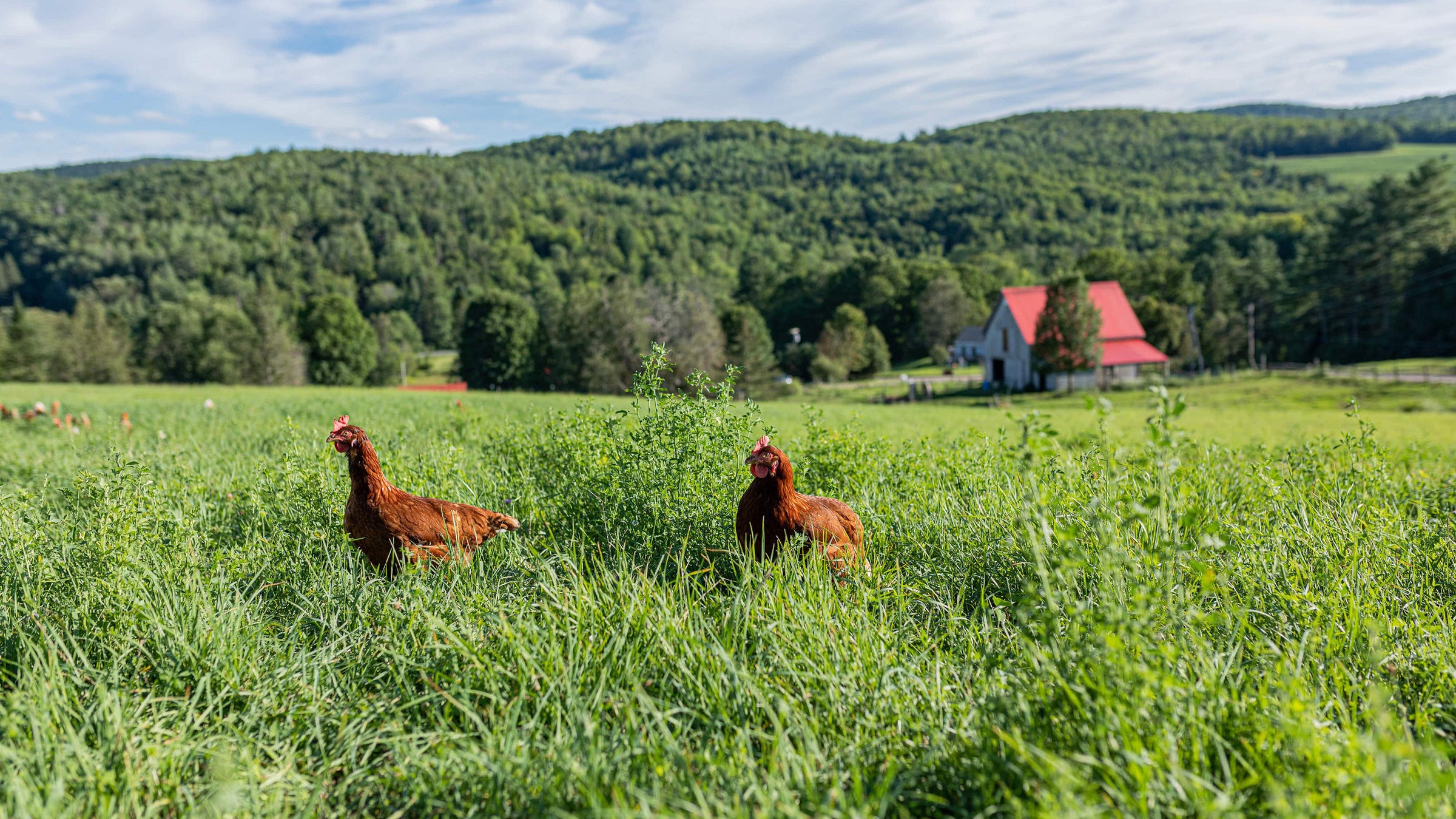 Two chickens in a grassy field with a scenic background of trees and a house.