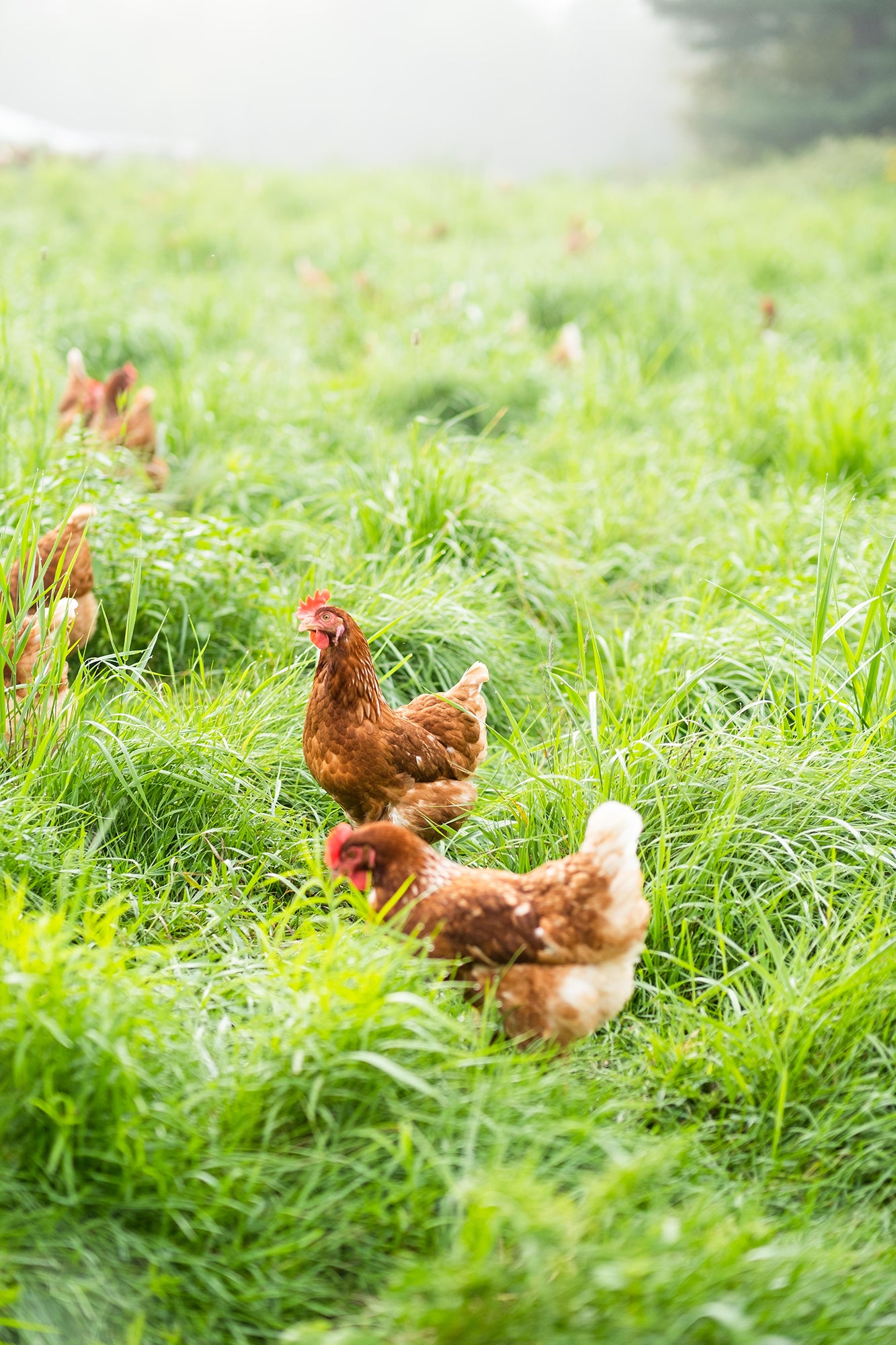 Two chickens walking through a grassy field