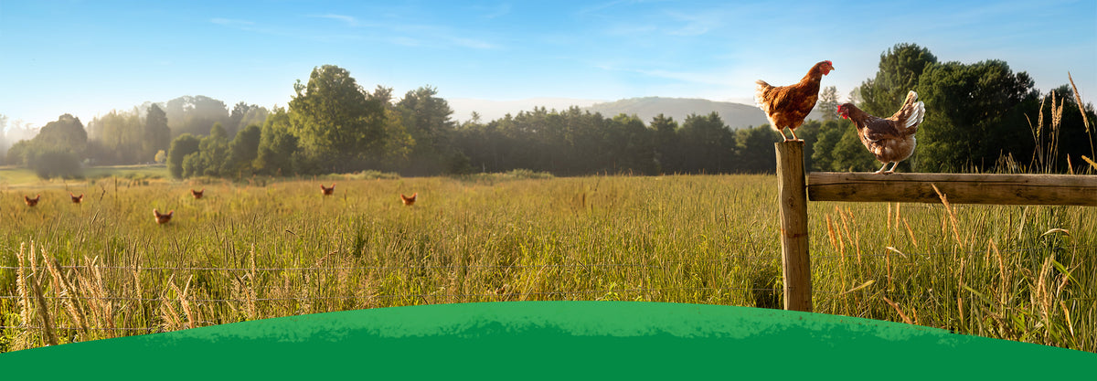 A landscape photo of a scenic pasture on a Pete & Gerry's partner family farm, with tall golden grass, trees, rolling hills in the distance, and two chickens standing on a wooden fence.
