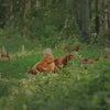 A video of chickens in a field