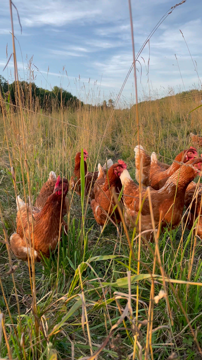 A video of chickens in a grassy field